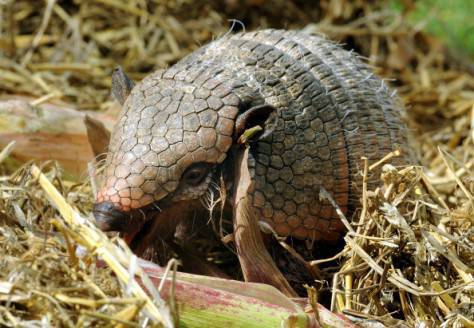 armadillo